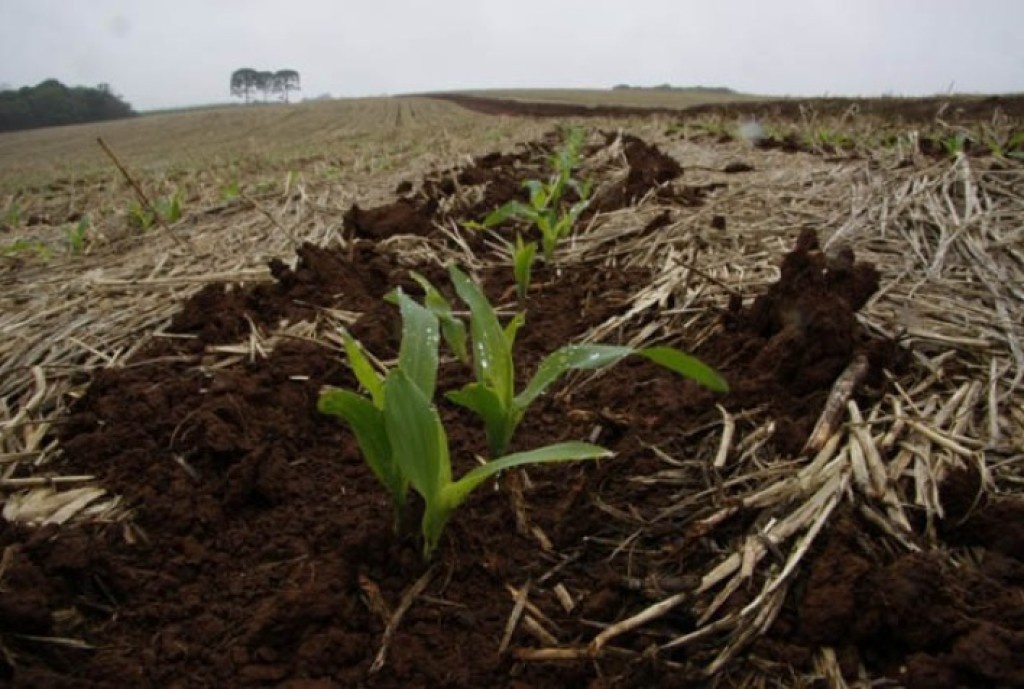 Safra 2025/26 avança com bom desenvolvimento, apesar de irregularidade climática no Brasil