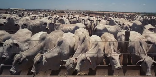 Corrida para exportar carne à China faz preço do boi bater recorde