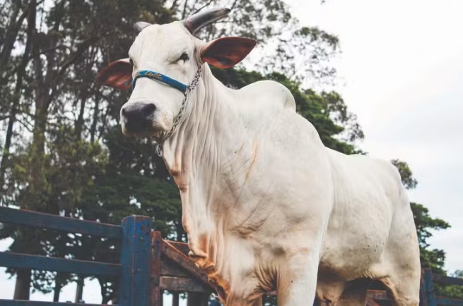 Genética de R$ 54 milhões: como é a rotina da vaca mais cara do mundo