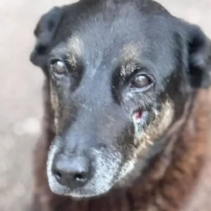 Cão Orelha: empresário investigado por coação morre em Santa Catarina
