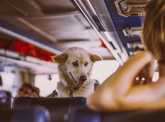 Ager proíbe cobrança extra por pets em ônibus intermunicipais de MT
