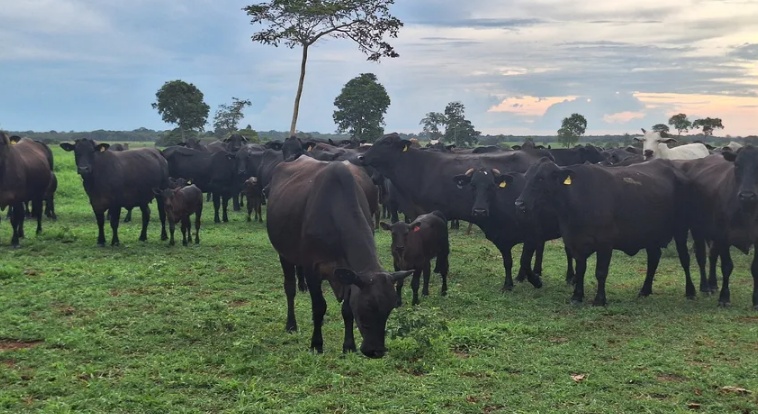 Preço do boi gordo apresenta estabilidade em quase todo o Brasil