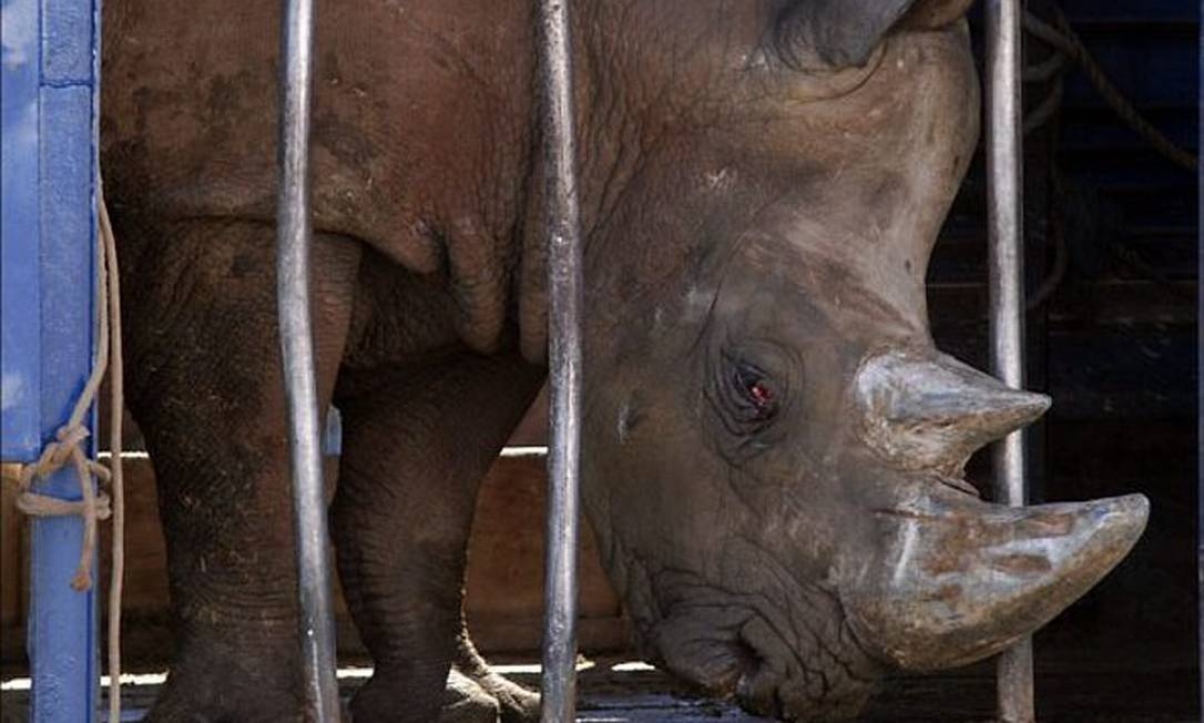 ONG alerta para mudança em projeto que passa a permitir animais em circos em MT