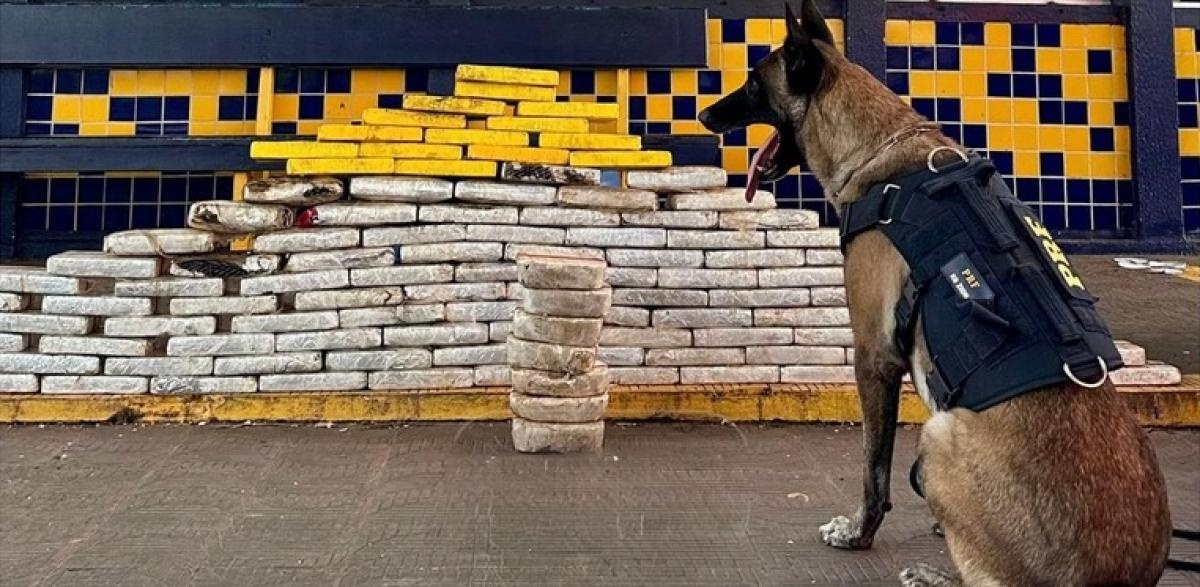 Mais de 136 kg de cocaína e pasta base são apreendidos pela PRF em Mato Grosso