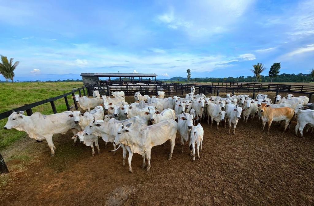 Campanha de atualização de estoque de rebanhos começa sexta-feira (1º) em MT