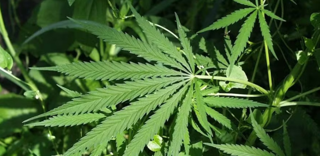 Como o avanço da cannabis medicinal pode movimentar mercado bilionário no Brasil