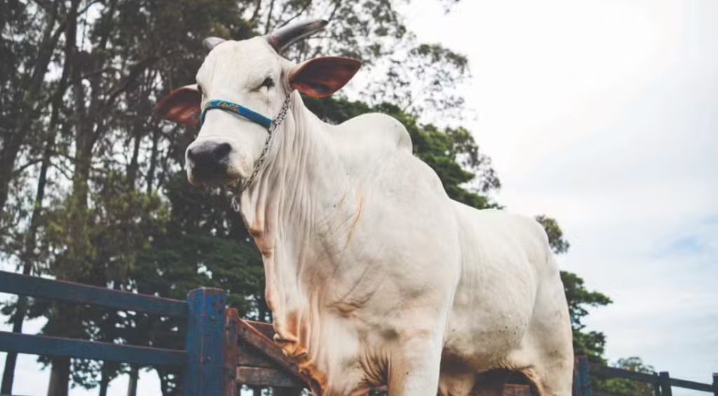 Genética de R$ 54 milhões: conheça a rotina da vaca mais cara do mundo