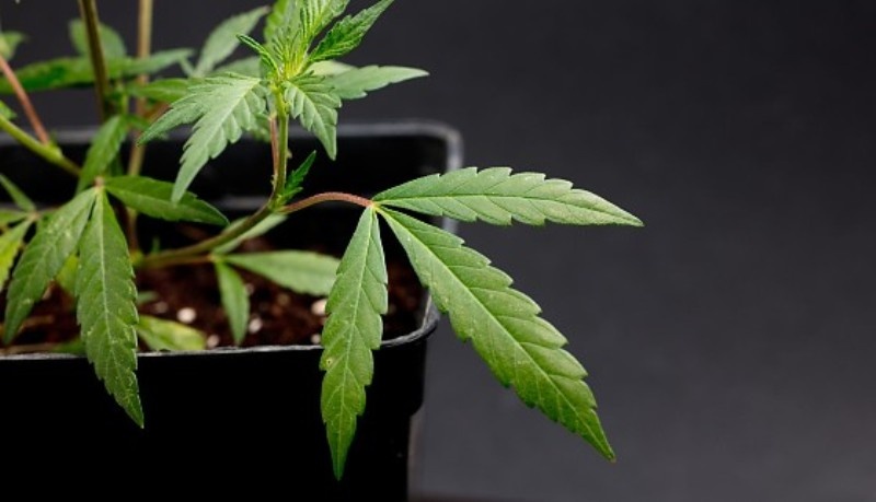 STJ decide que cultivo individual de cannabis depende de regulamentação oficial