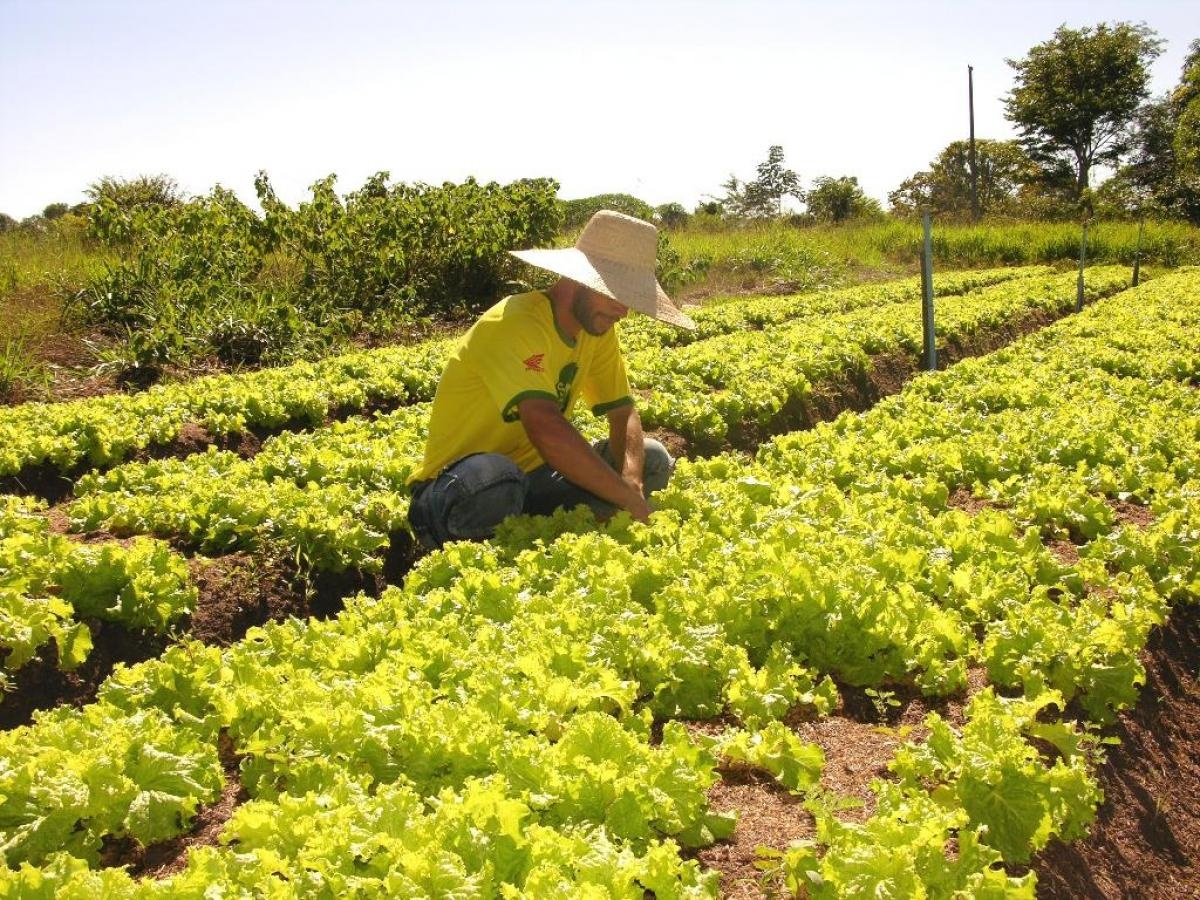Prazo é prorrogado e agricultores têm até o fim deste ano para regularizar dívidas