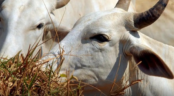 União Europeia barra exportação de carnes do Brasil por regras sanitárias