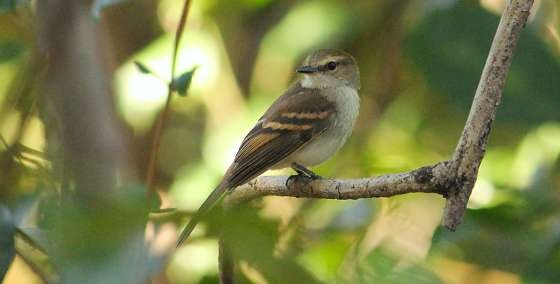 Mato Grosso terá primeira feira de observação de aves