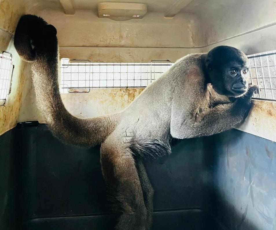 Sema transfere macacos-barrigudos ameaçados para santuário em MG