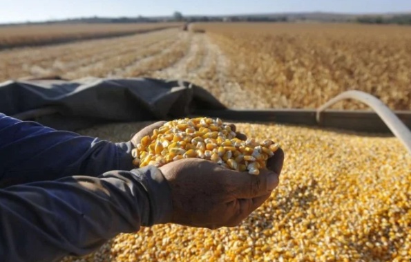 El Niño intensifica riscos a trigo, café, soja e frutas nos próximos meses
