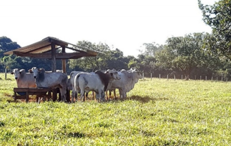 Pecuária brasileira aumenta produtividade e evita ocupação de 423 milhões de hectares, aponta estudo