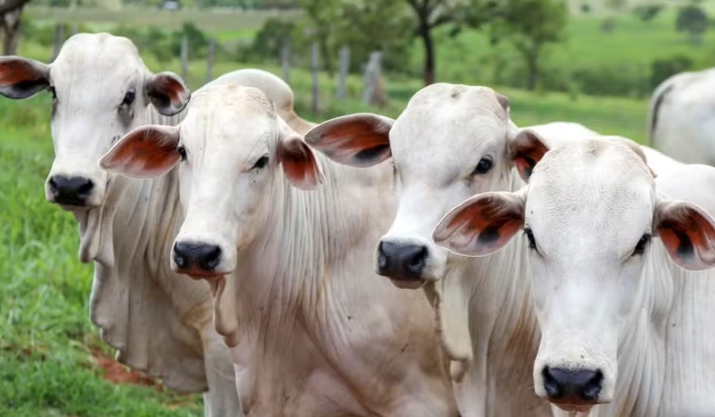 Parasitas provocam perda de até 13 quilos por animal na pecuária brasileira, diz estudo