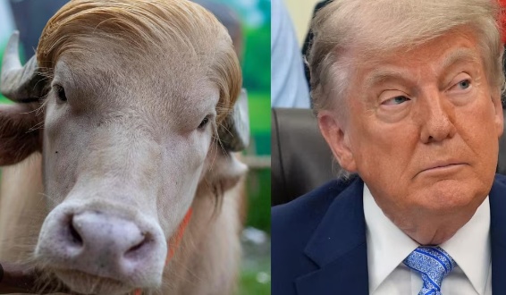 Búfalo albino 'sósia' de Donald Trump é salvo de sacrifício em Bangladesh após viralizar