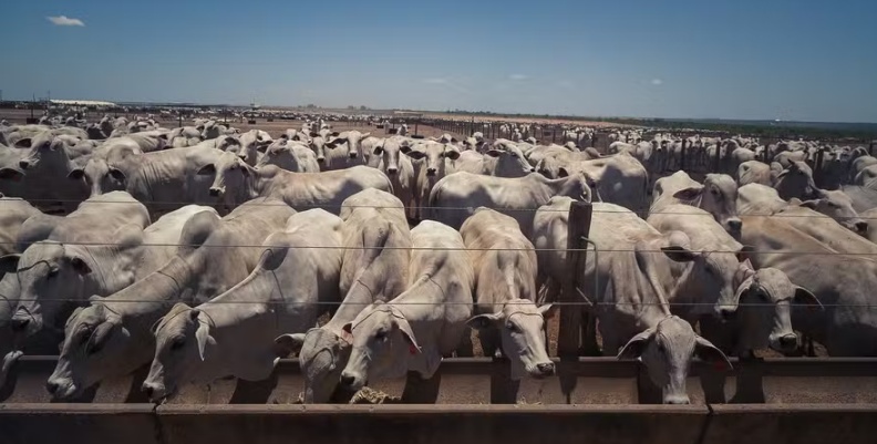 Confinamento de gado deve crescer 5,7% em 2026, aponta levantamento