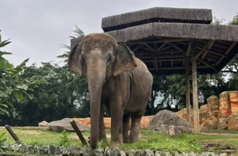 Após 30 anos no Beto Carrero, elefanta Baby viverá em santuário de Mato Grosso