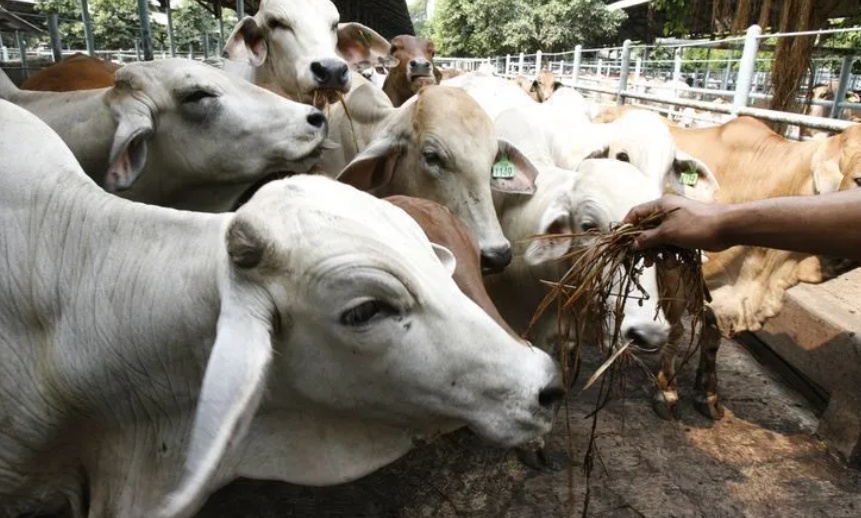 O custo invisível dos antibióticos pode gerar conta bilionária para o agro