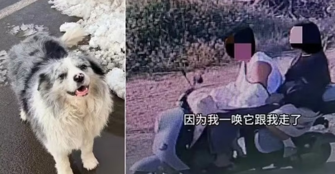 Cão com 1,5 milhão de seguidores é sequestrado e acaba virando refeição em restaurante da China
