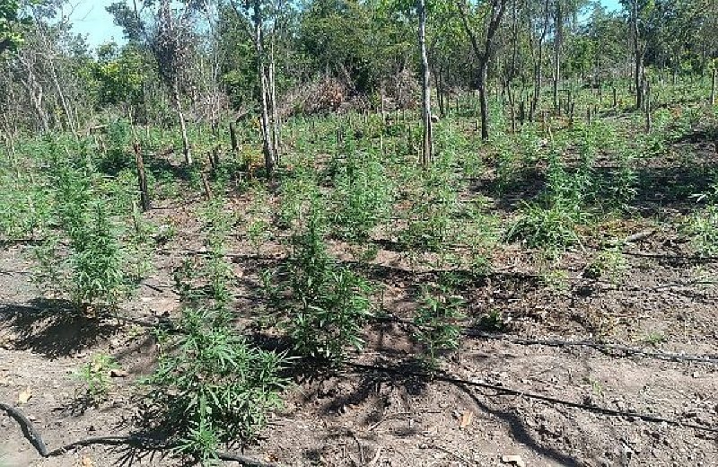 Polícia encontra plantação de 5 mil pés de maconha em fazenda invadida no norte de MT