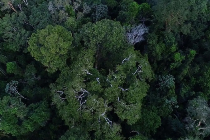 MT quer substituir madeira de desmatamento por florestas plantadas; entenda o plano