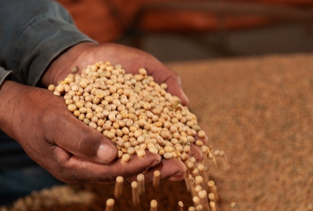 Venda de soja acelera em Mato Grosso e comercialização da safra 2025/26 supera 81%; preços avançam