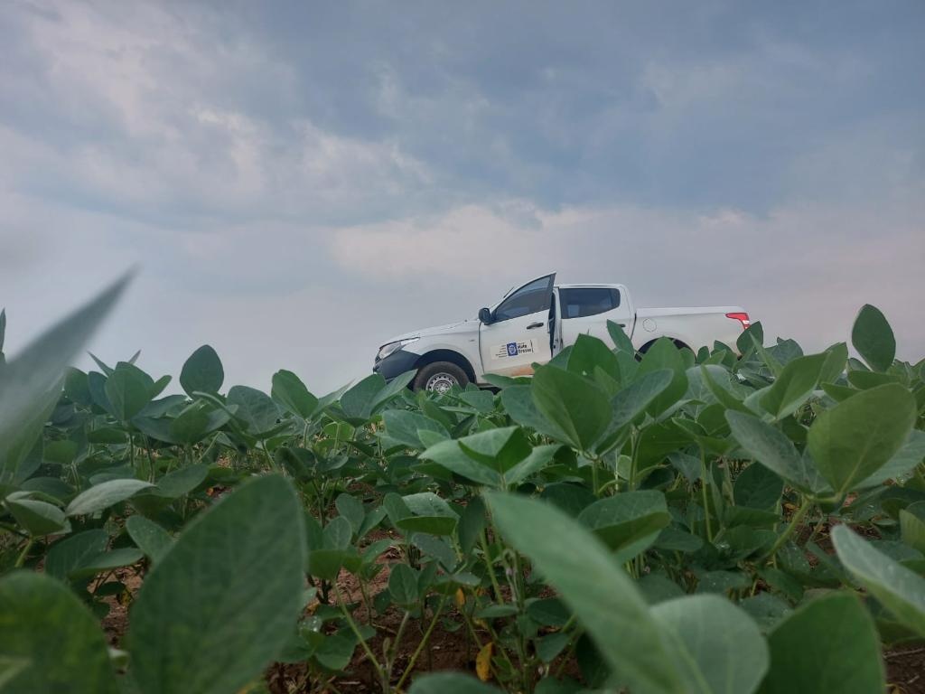 Vazio sanitário da soja já está em vigência em Mato Grosso