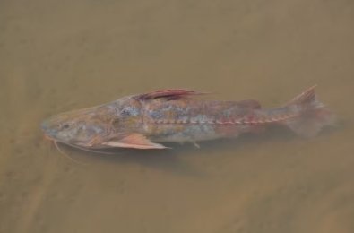 Peixe vira 'praga' no Rio Teles Pires e acende alerta