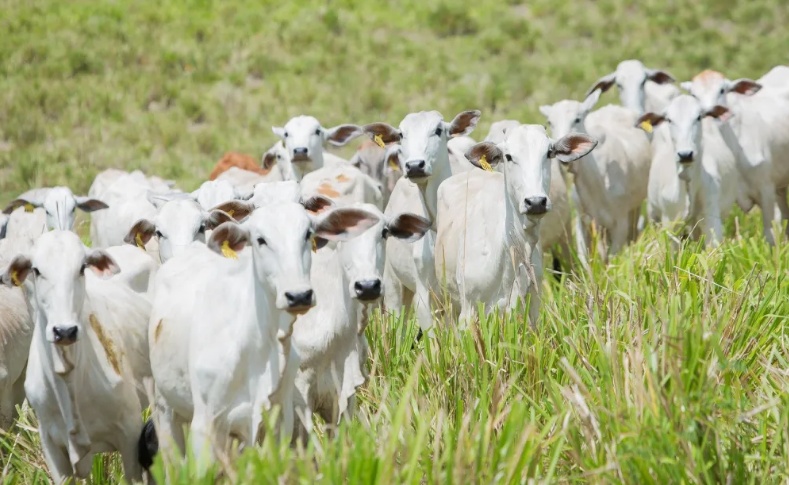 Ministério da Agricultura reforça abastecimento de vacinas para pecuária
