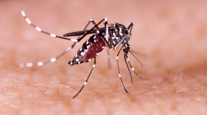 Com 20 mil casos, sequelas da chikungunya provocam afastamento de trabalhadores em MT