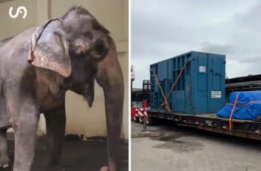 Elefanta Baby já está embarcada e começa mudança para santuário em MT