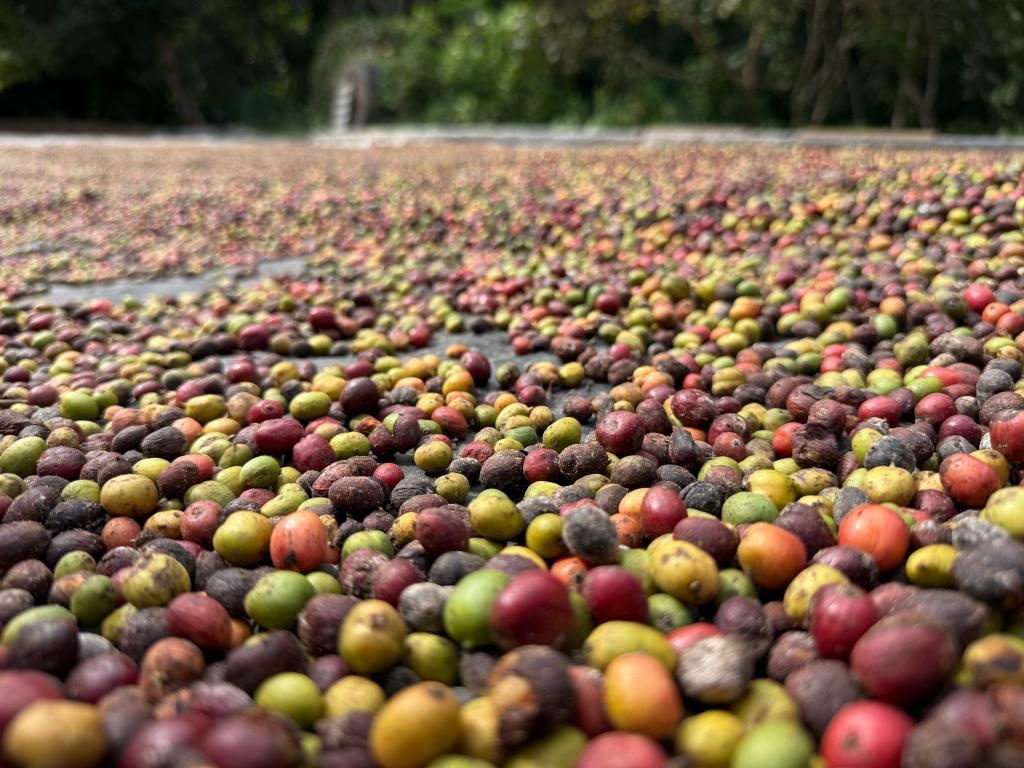 Governo de Mato Grosso lança 1º Concurso de Qualidade do Café