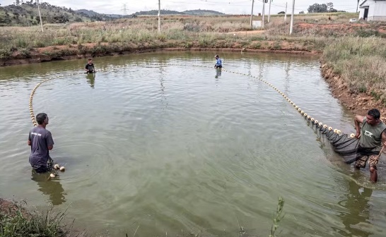 Como o Brasil chegou à produção de mais de 1 milhão de toneladas de peixes de cultivo