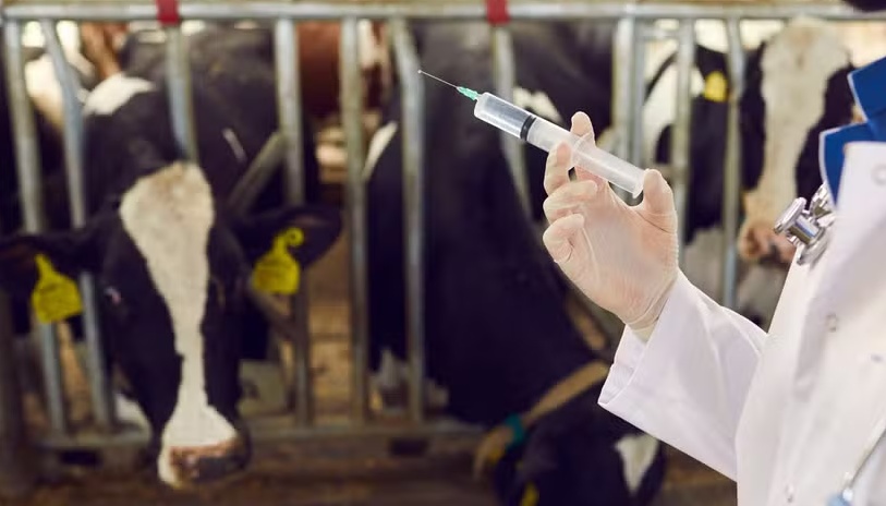 Ministério informa que 8,4 milhões de doses de vacinas contra clostridioses estão disponíveis