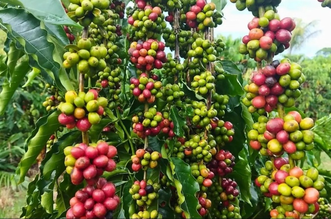 Concurso inédito vai premiar os melhores cafés de Mato Grosso; saiba como participar