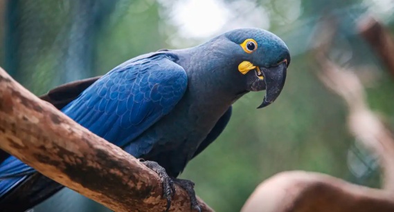 Lista de fauna ameaçada tem 180 animais incluídos e 150 retirados