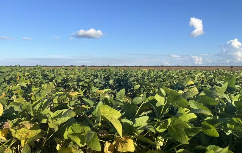 Mato Grosso lidera avanço da soja sustentável no Brasil, aponta RTRS
