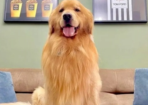 Gol tenta barrar perícia sobre morte de cão Joca durante voo para Sinop, mas Justiça nega