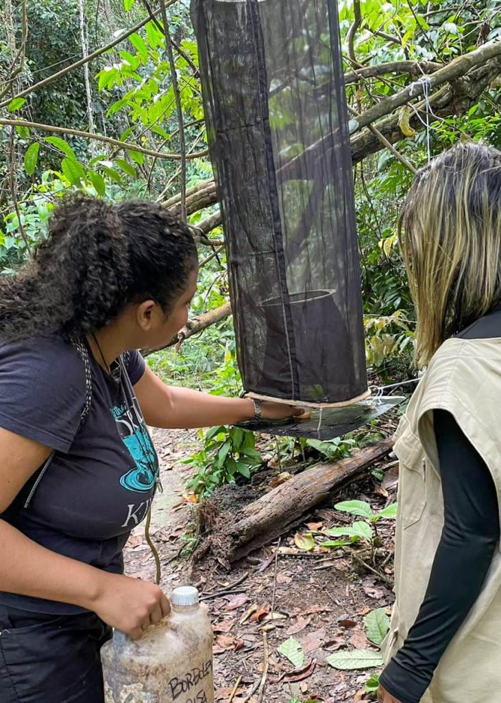 Acadêmica desenvolve guia ilustrado de borboletas do Parque Florestal