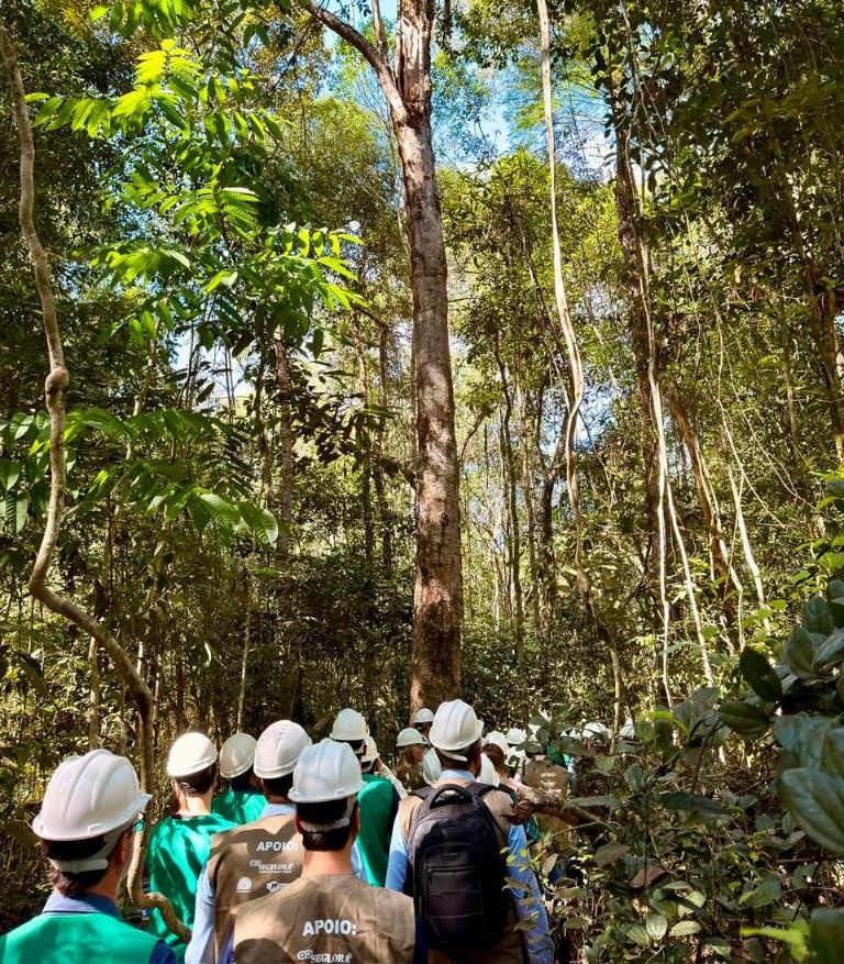 Como a indústria colhe madeira sem derrubar a floresta