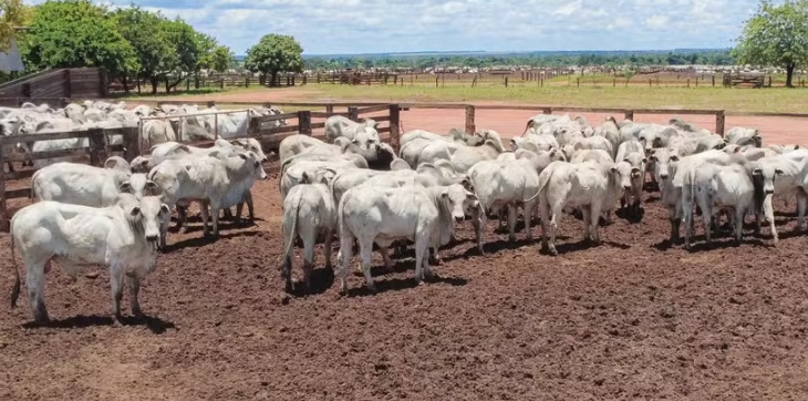 Governo estabelece novas normas de exportação de carnes à União Europeia