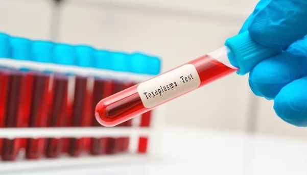 O parasita que infecta um terço da humanidade, mas ainda é negligenciado