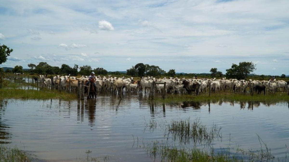 Arrecadação da pecuária cresce 4,7% e chega a R$ 744,9 milhões em Mato Grosso