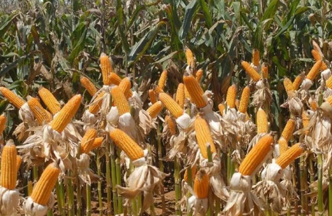 Safra recorde faz preço do milho cair em Mato Grosso