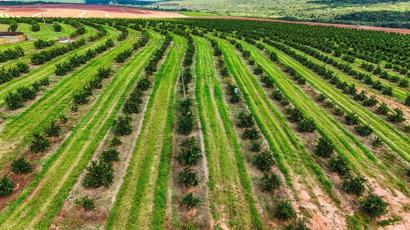 Estudo do Imea aponta avanço do endividamento rural e alerta para desafio financeiro no agro