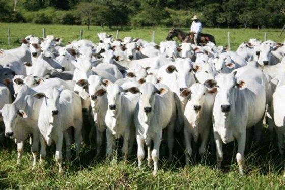 Mato Grosso registra maior abate bovino da história para um primeiro semestre