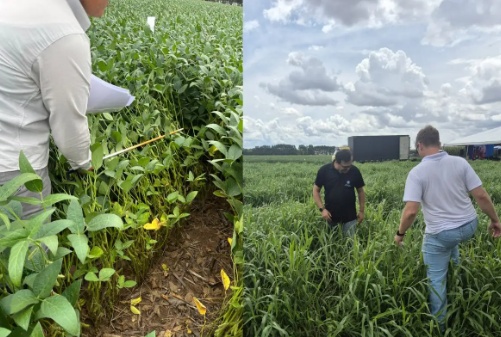 Nanotecnologia criada na UFMT pode aumentar produtividade em até 3 sacas de soja por hectare