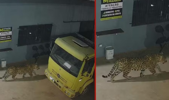 Funcionários faltam ao trabalho após montagem de onça feita com IA para 'espantar ladrões' em oficina de Sinop