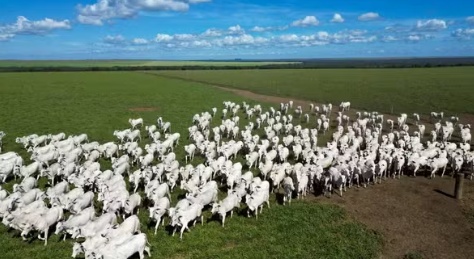 Pecuária de MT quase dobra produção de carne por hectare em 15 anos com avanço tecnológico